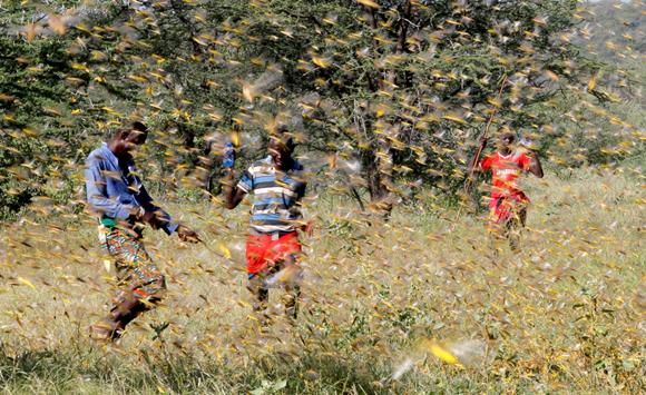 Plague of locusts in Lemasulani village Kenya, photo credit Ngeri Mwangi/Reuters
